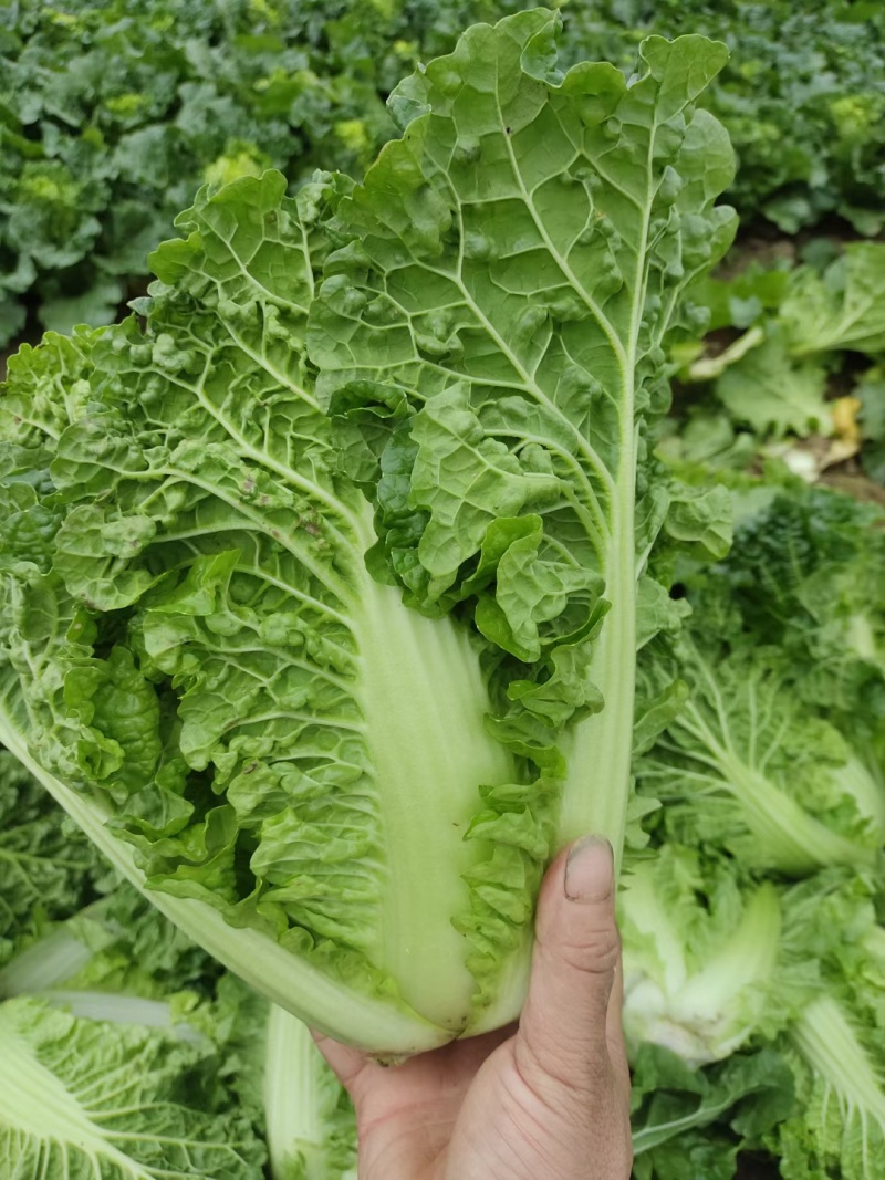 宜昌毛白菜