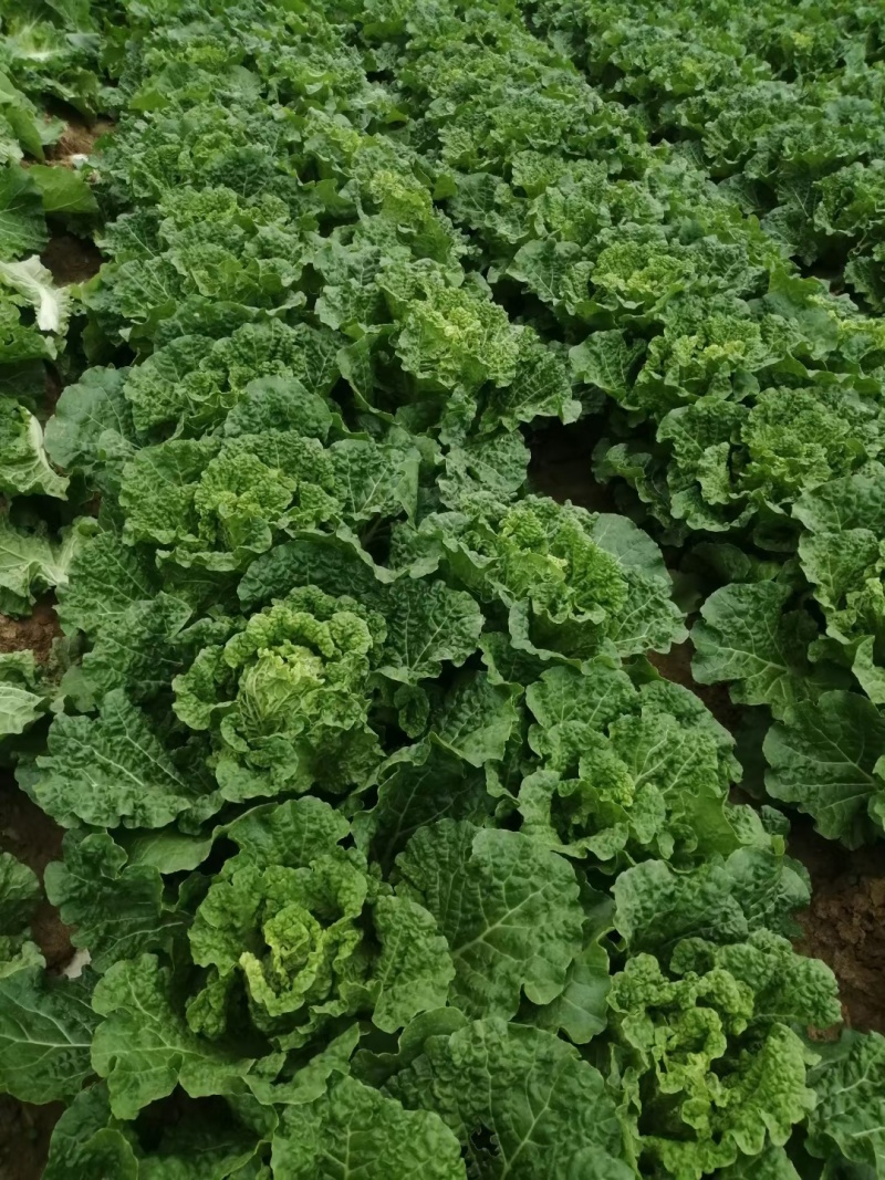 宜昌毛白菜