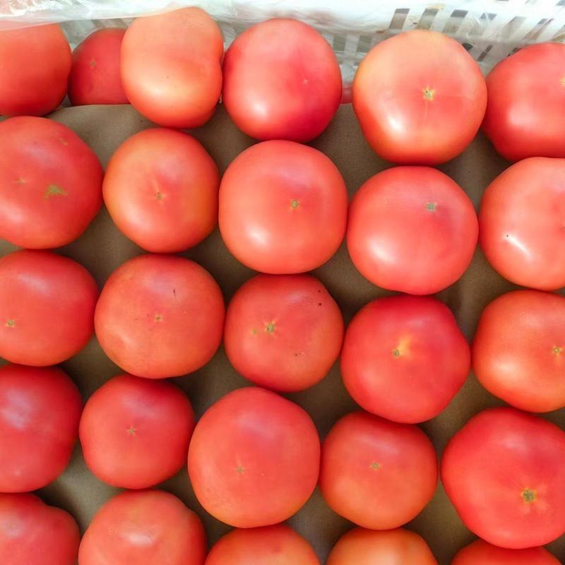 硬粉西红柿个匀色好量大质量优对接全国欢迎联系