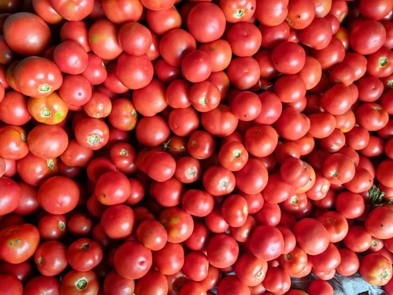硬粉西红柿个匀色好量大质量优对接全国欢迎联系