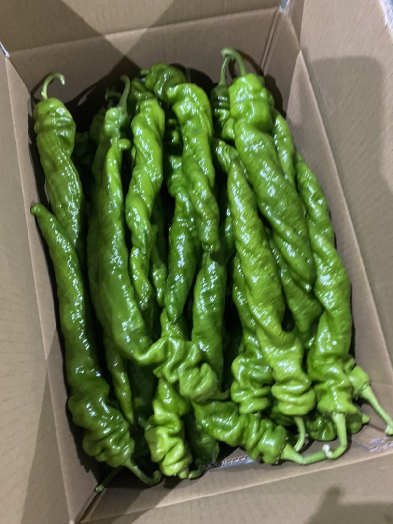 新鲜蔬菜鲜辣椒批发螺丝椒现摘薄皮青尖椒皱皮椒