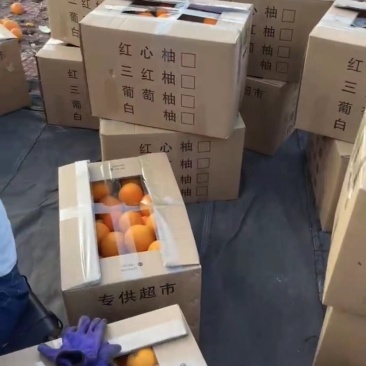 平和木瓜蜜丁橙，产地代办，对接全国各大市场社区团购