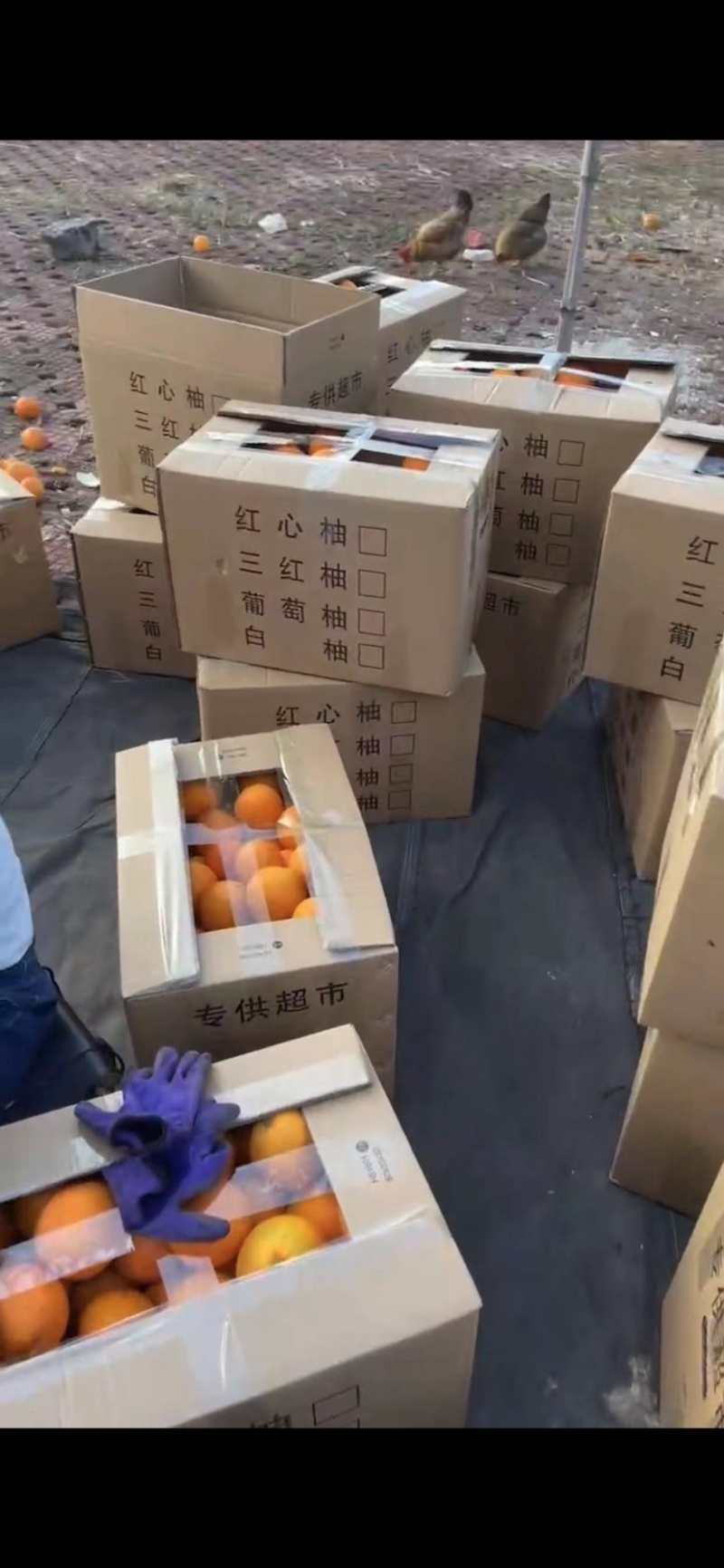 平和木瓜蜜丁橙，产地代办，对接全国各大市场社区团购