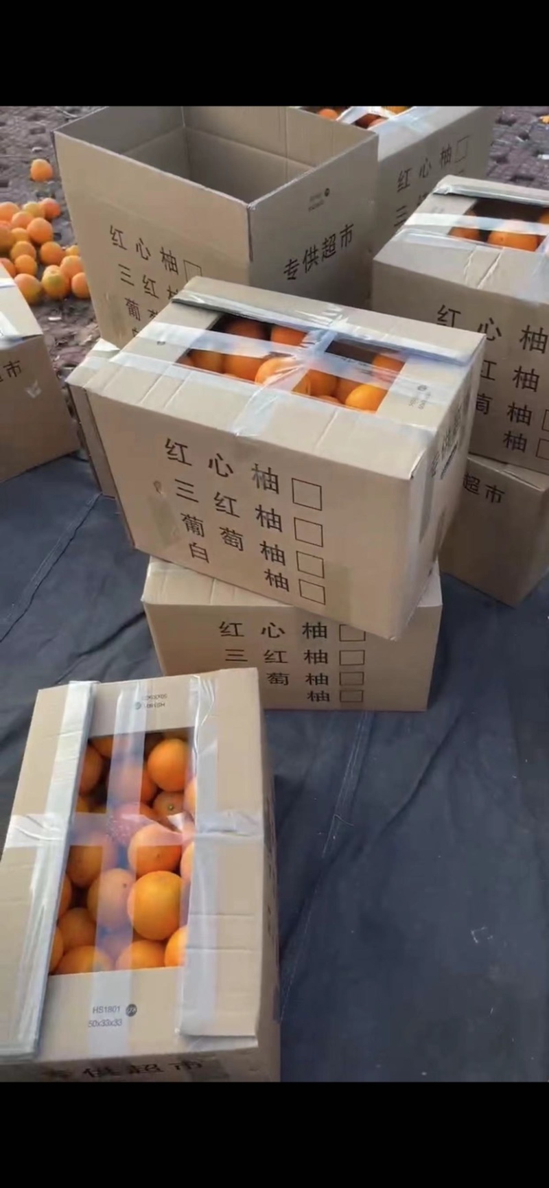 平和木瓜蜜丁橙，产地代办，对接全国各大市场社区团购