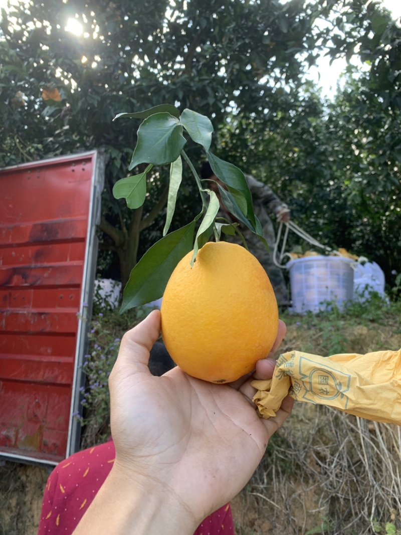 平和木瓜蜜丁橙，产地代办，对接全国各大市场社区团购
