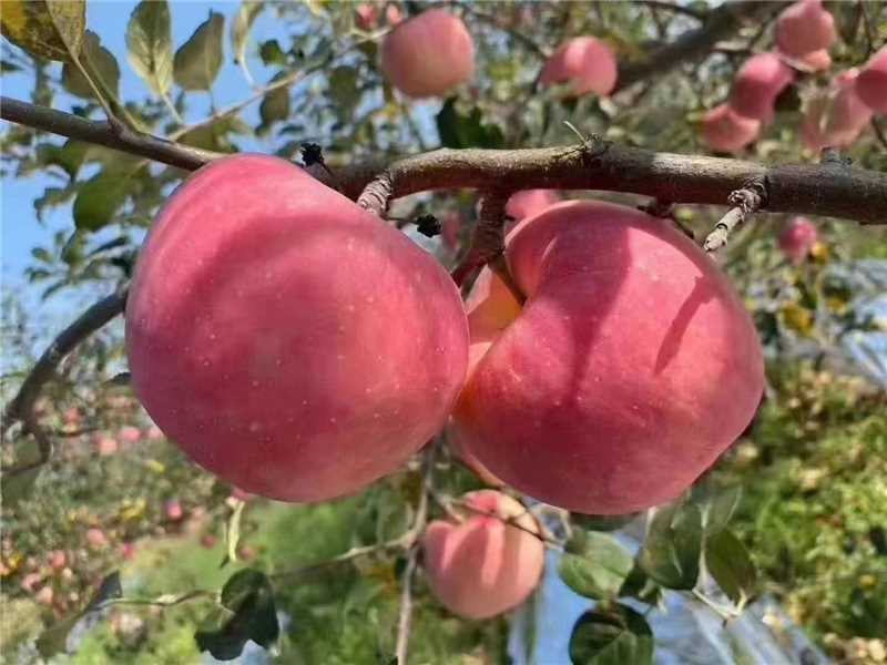 【一件代发】山西运城红富士冰糖心苹果，脆甜可口