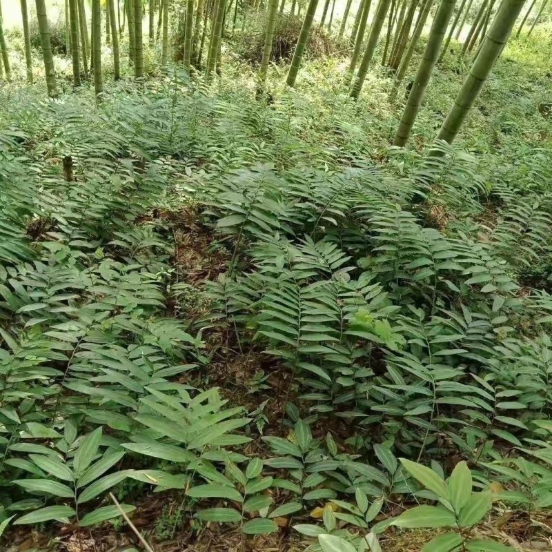 黄精种苗姜型多花黄精种苗现挖现发可提供技术指导