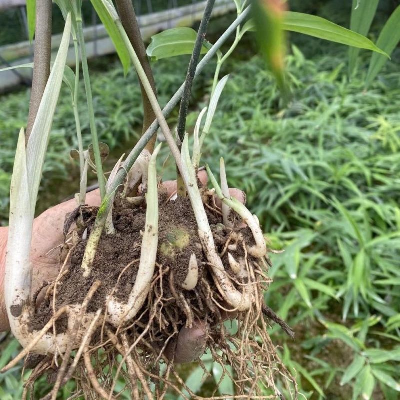 黄精种苗姜型多花黄精种苗现挖现发可提供技术指导