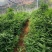 黄精种苗姜型多花黄精种苗现挖现发可提供技术指导
