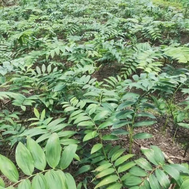黄精种苗姜型多花黄精种苗现挖现发可提供技术指导
