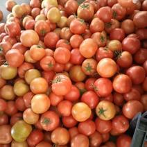西红柿大量上市中产地直供一手货源品质保证诚信经营