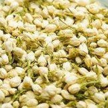 茉莉花