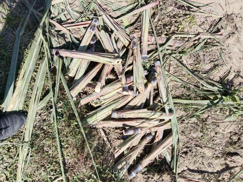 甘蔗苗甘蔗种苗黑皮甘蔗种苗甘蔗种子黄金甘蔗种苗