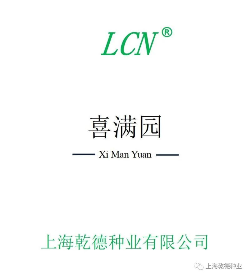 喜满园草莓番茄种子、秋延越冬早春品种、酸甜口感好、热销品