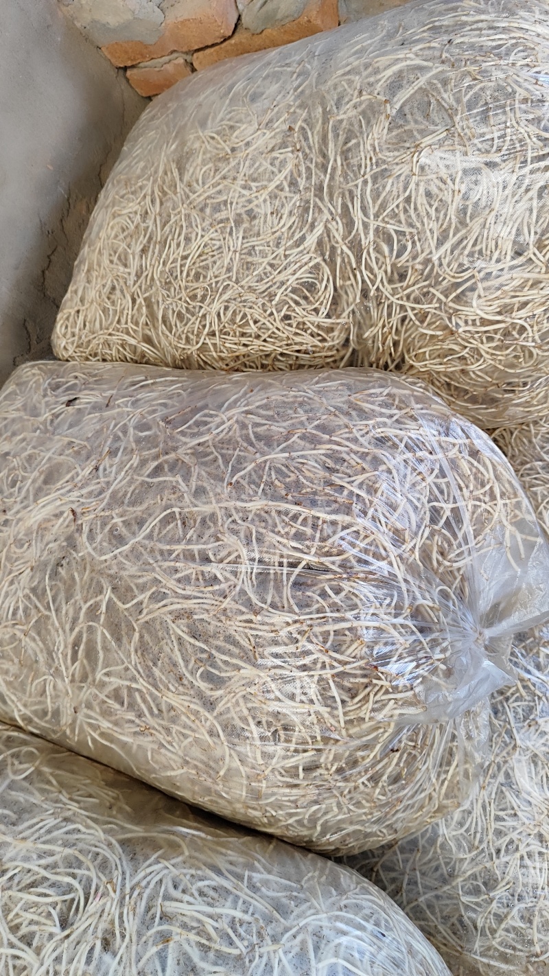 鱼腥草大量供应当天挖，当天洗，当天发！！！！！