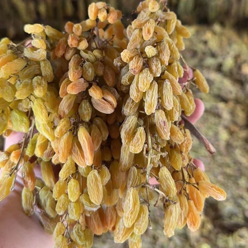 新疆葡萄干品种齐全吐鲁番特级无核葡萄干
