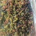 新疆葡萄干品种齐全吐鲁番特级无核葡萄干