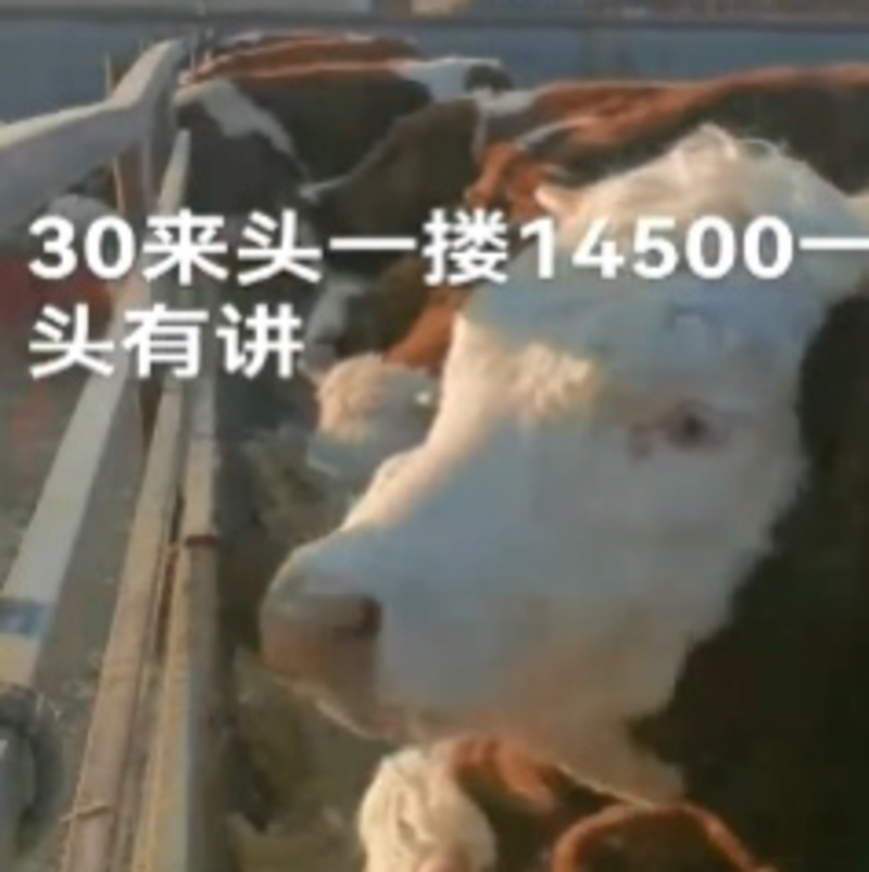 内蒙古活牛视频选货多规格养殖基地直发包活到家品质保证