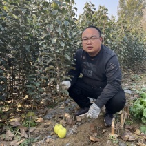 瑞雪苹果苗晚熟青黄果苹果苗品种高桩黄果瑞雪苹果苗