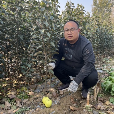 瑞雪苹果苗晚熟青黄果苹果苗品种高桩黄果瑞雪苹果苗