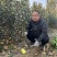 瑞雪苹果苗晚熟青黄果苹果苗品种高桩黄果瑞雪苹果苗