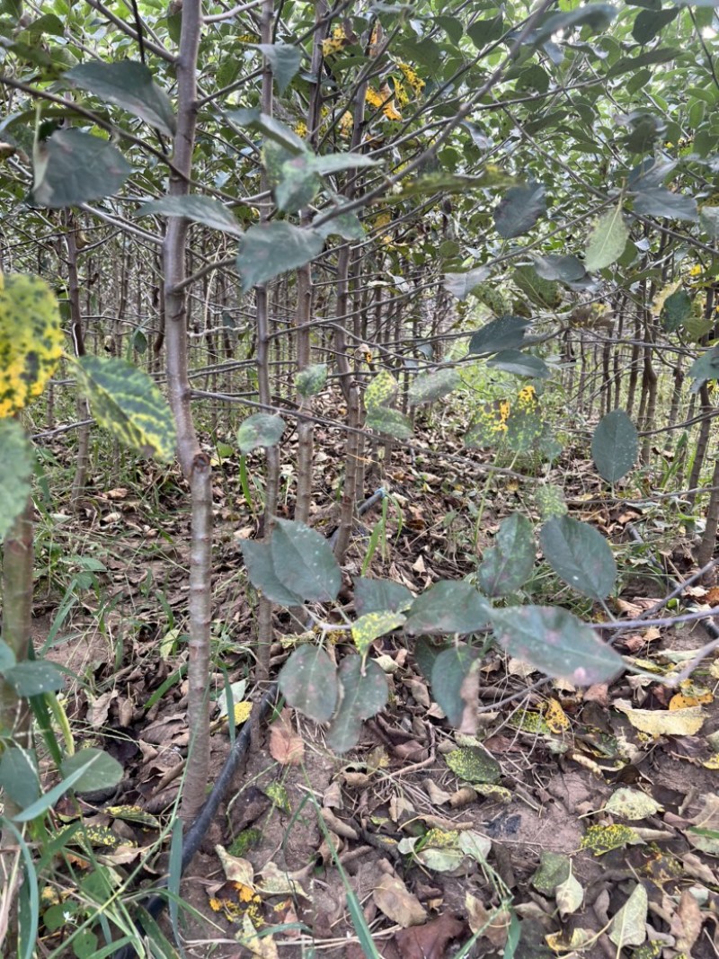 瑞雪苹果苗晚熟青黄果苹果苗品种高桩黄果瑞雪苹果苗