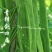 青锋剑四扁芸豆种子扁条无筋豆种子绿荚四季豆架豆种子不鼓籽