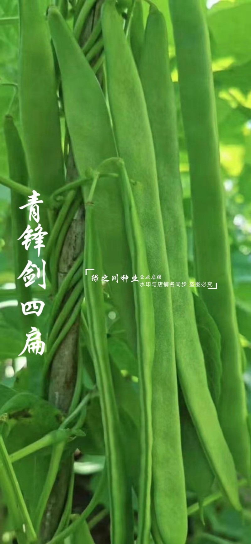 青锋剑四扁芸豆种子扁条无筋豆种子绿荚四季豆架豆种子不鼓籽