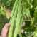 青锋剑四扁芸豆种子扁条无筋豆种子绿荚四季豆架豆种子不鼓籽