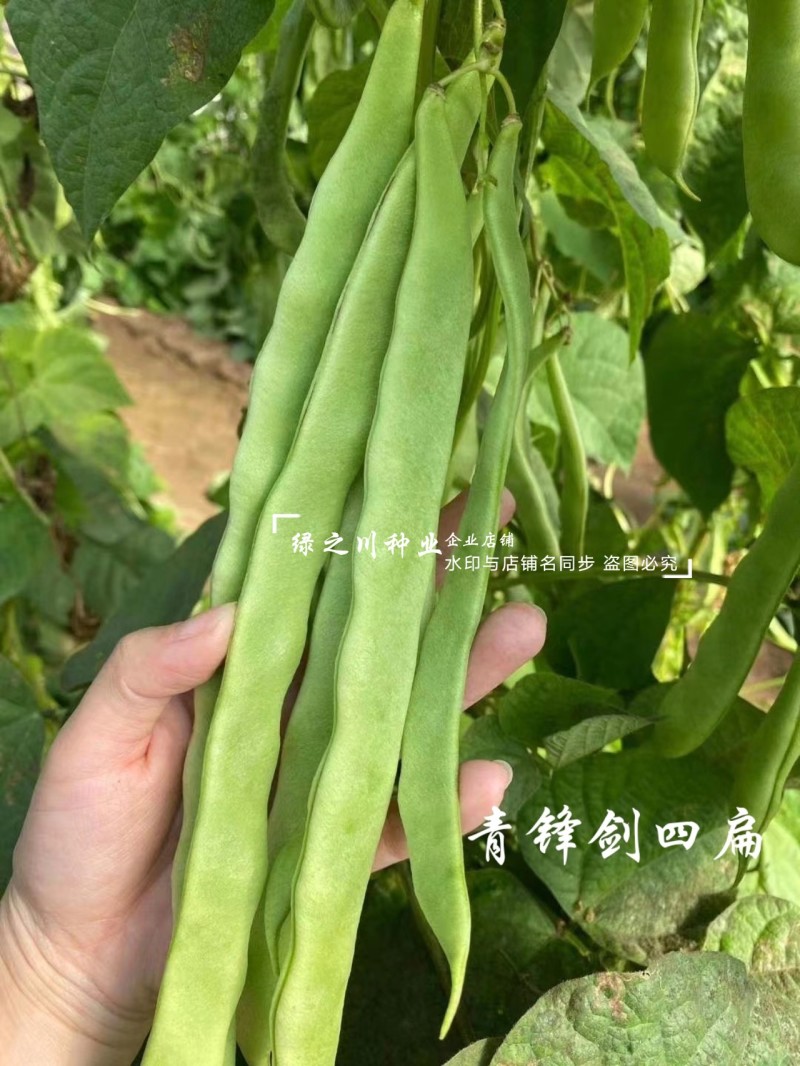 青锋剑四扁芸豆种子扁条无筋豆种子绿荚四季豆架豆种子不鼓籽