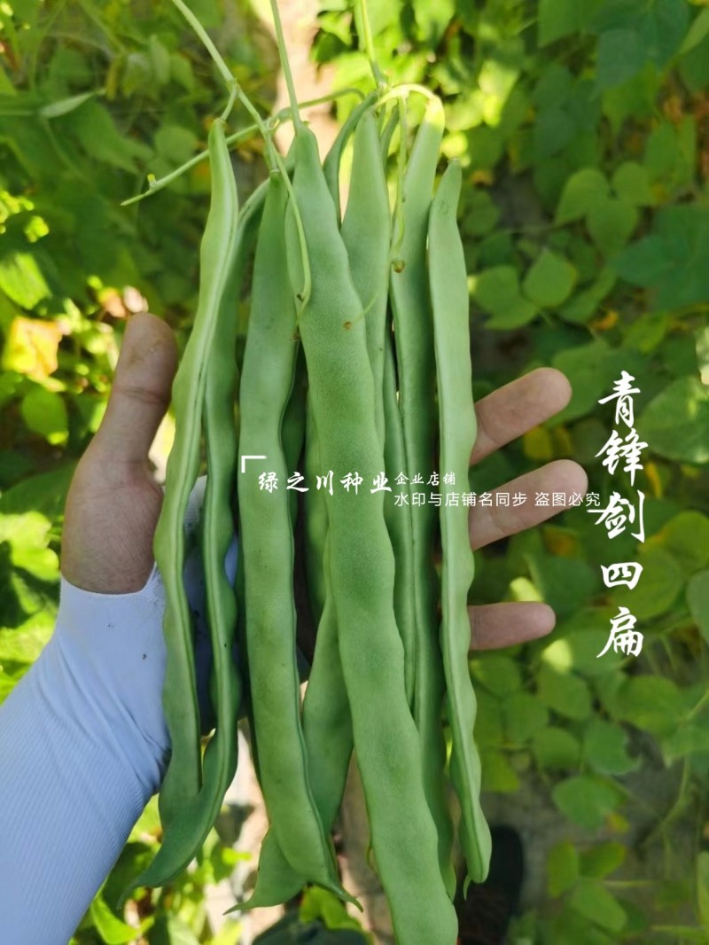 青锋剑四扁芸豆种子扁条无筋豆种子绿荚四季豆架豆种子不鼓籽