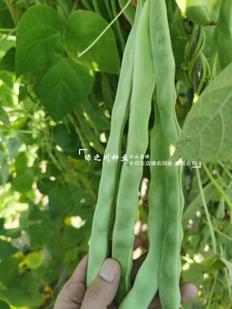青锋剑四扁芸豆种子扁条无筋豆种子绿荚四季豆架豆种子不鼓籽