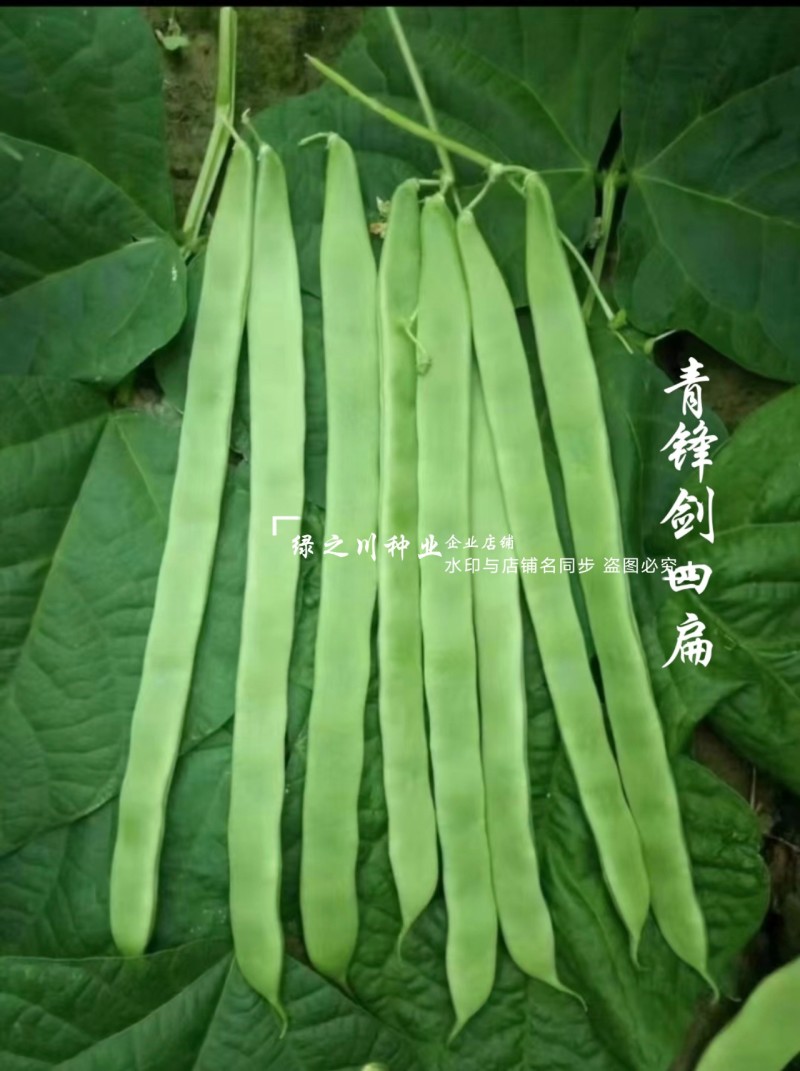青锋剑四扁芸豆种子扁条无筋豆种子绿荚四季豆架豆种子不鼓籽