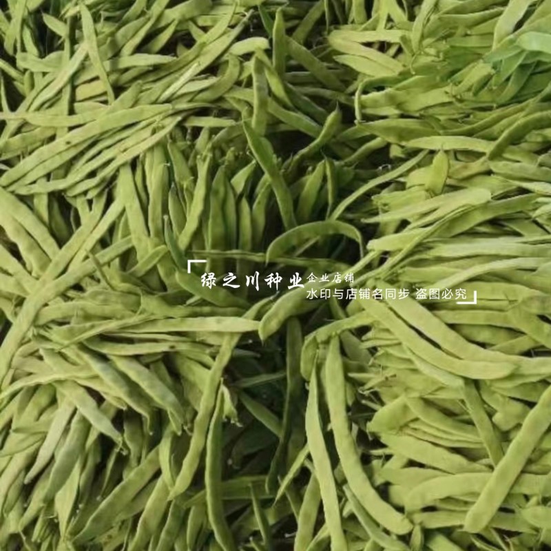 青锋剑四扁芸豆种子扁条无筋豆种子绿荚四季豆架豆种子不鼓籽