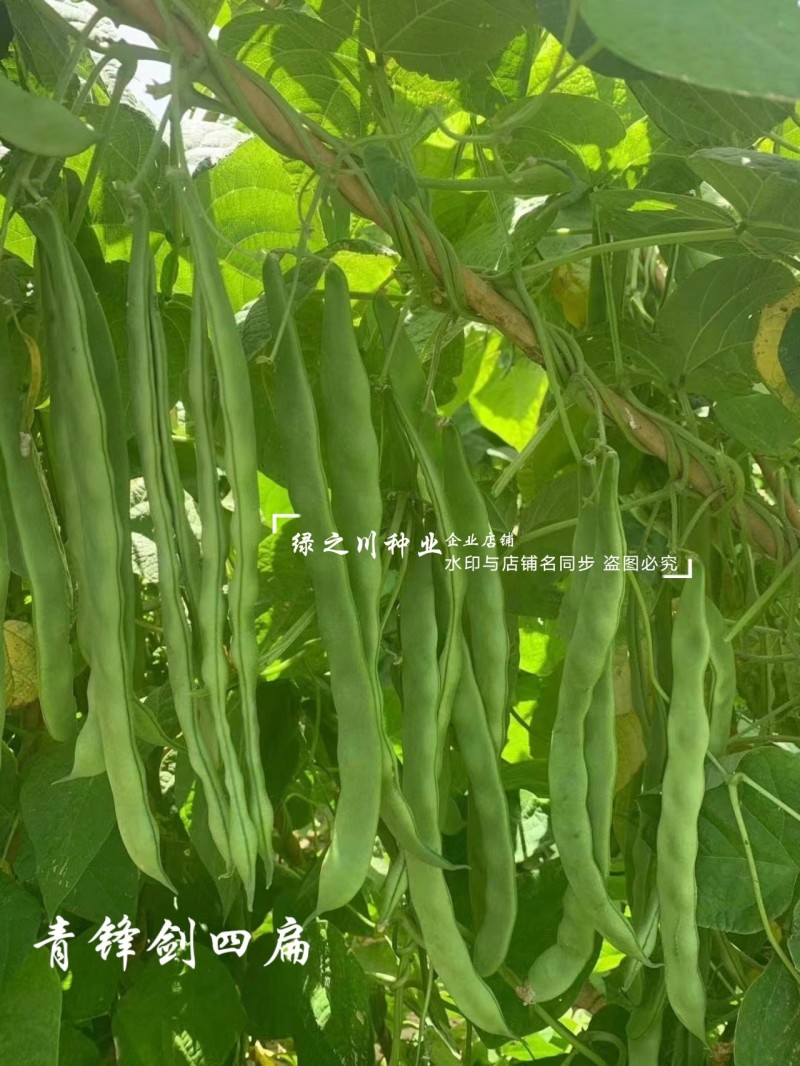 青锋剑四扁芸豆种子扁条无筋豆种子绿荚四季豆架豆种子不鼓籽
