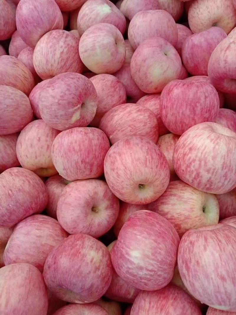 山东红富士苹果，价格便宜了，口感脆甜，产地直发一手货源，