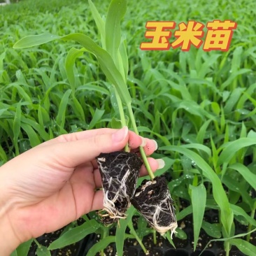 甜玉米苗，糯玉米苗质量优，常年供应！