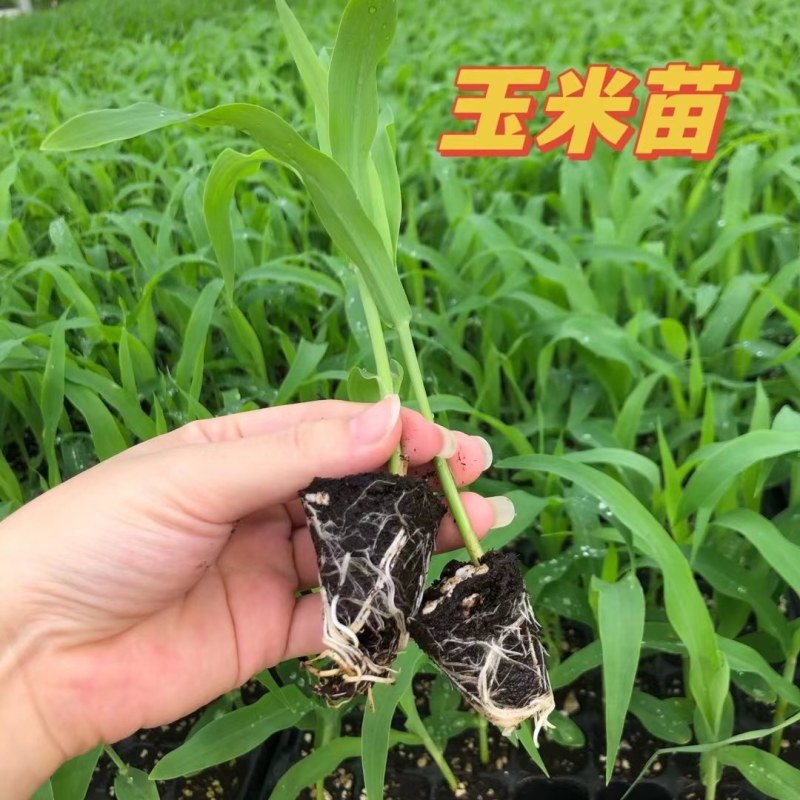 甜玉米苗，糯玉米苗质量优，常年供应！