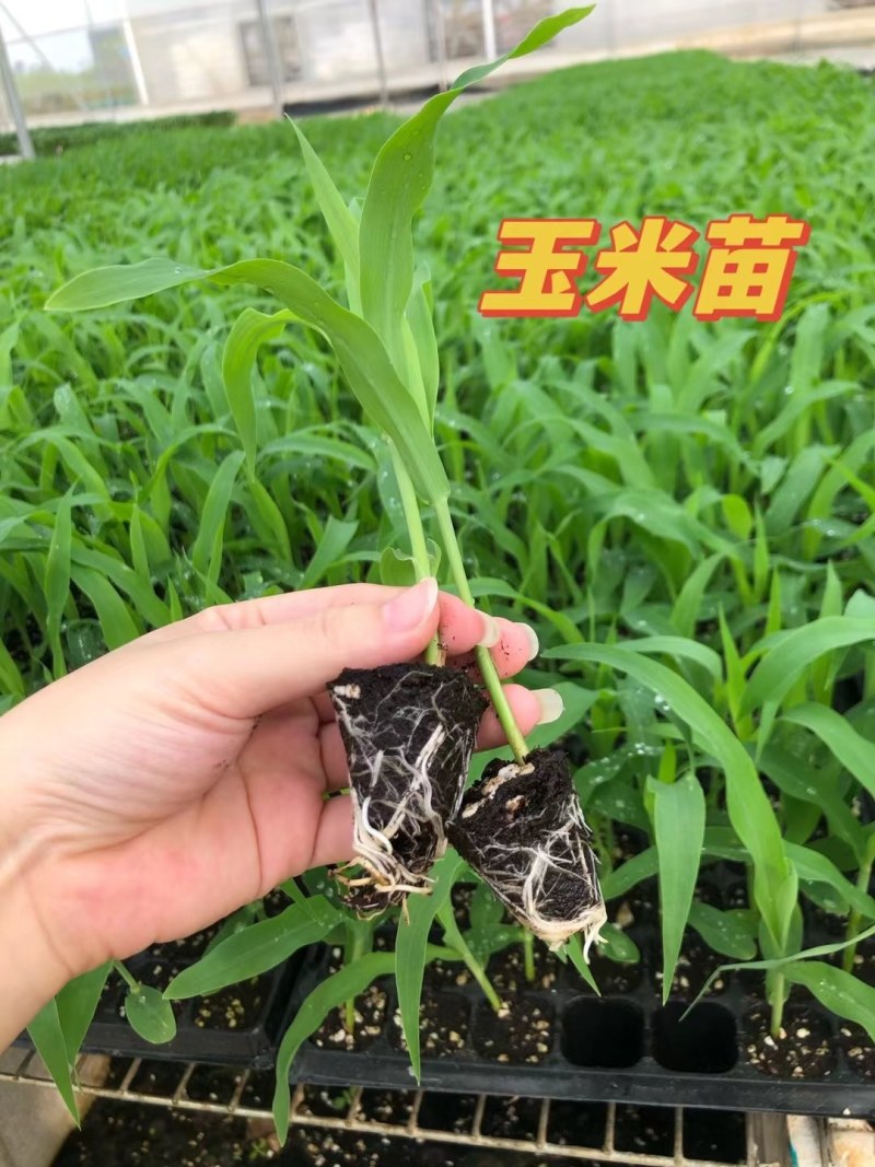 甜玉米苗，糯玉米苗质量优，常年供应！