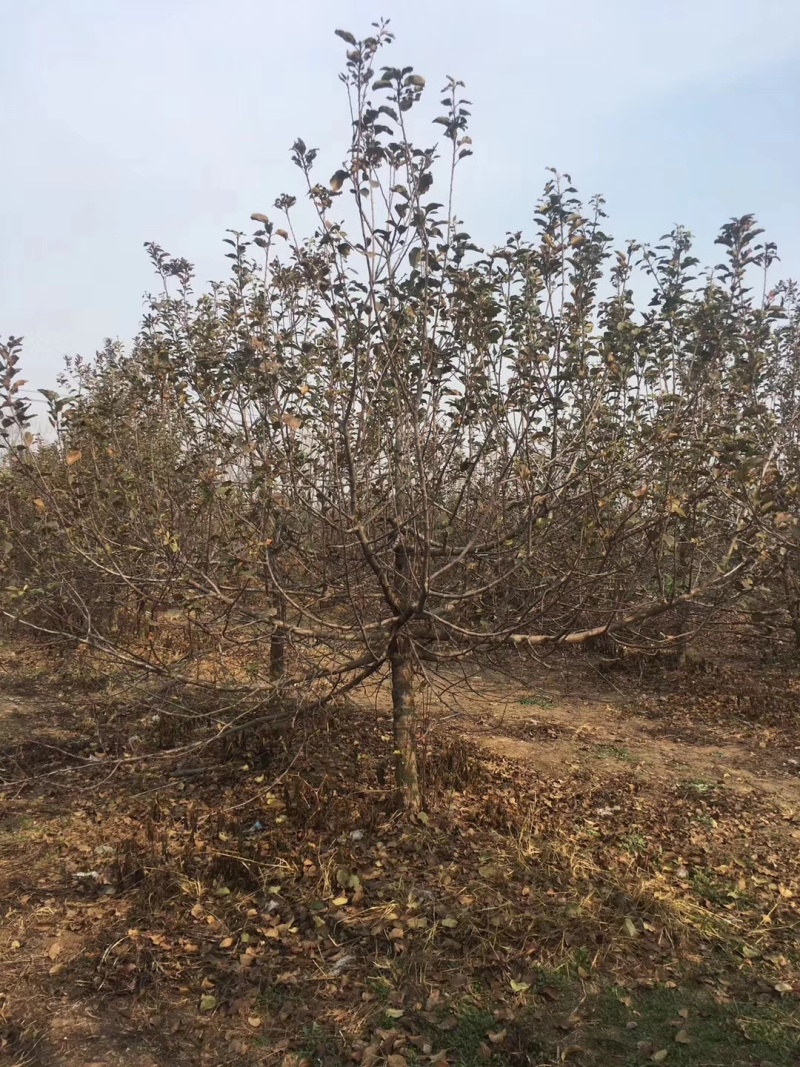 苹果树基地，价格便宜！！！