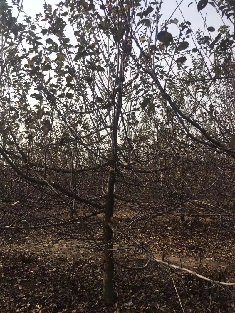 苹果树基地，价格便宜！！！