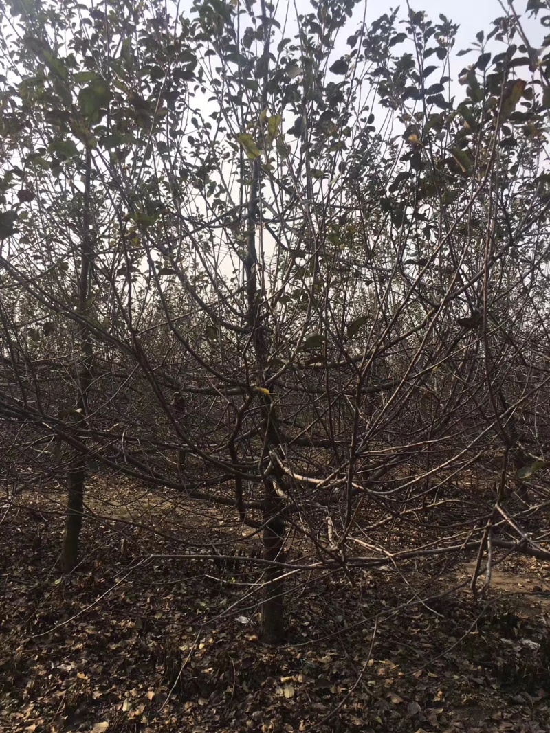 苹果树基地，价格便宜！！！