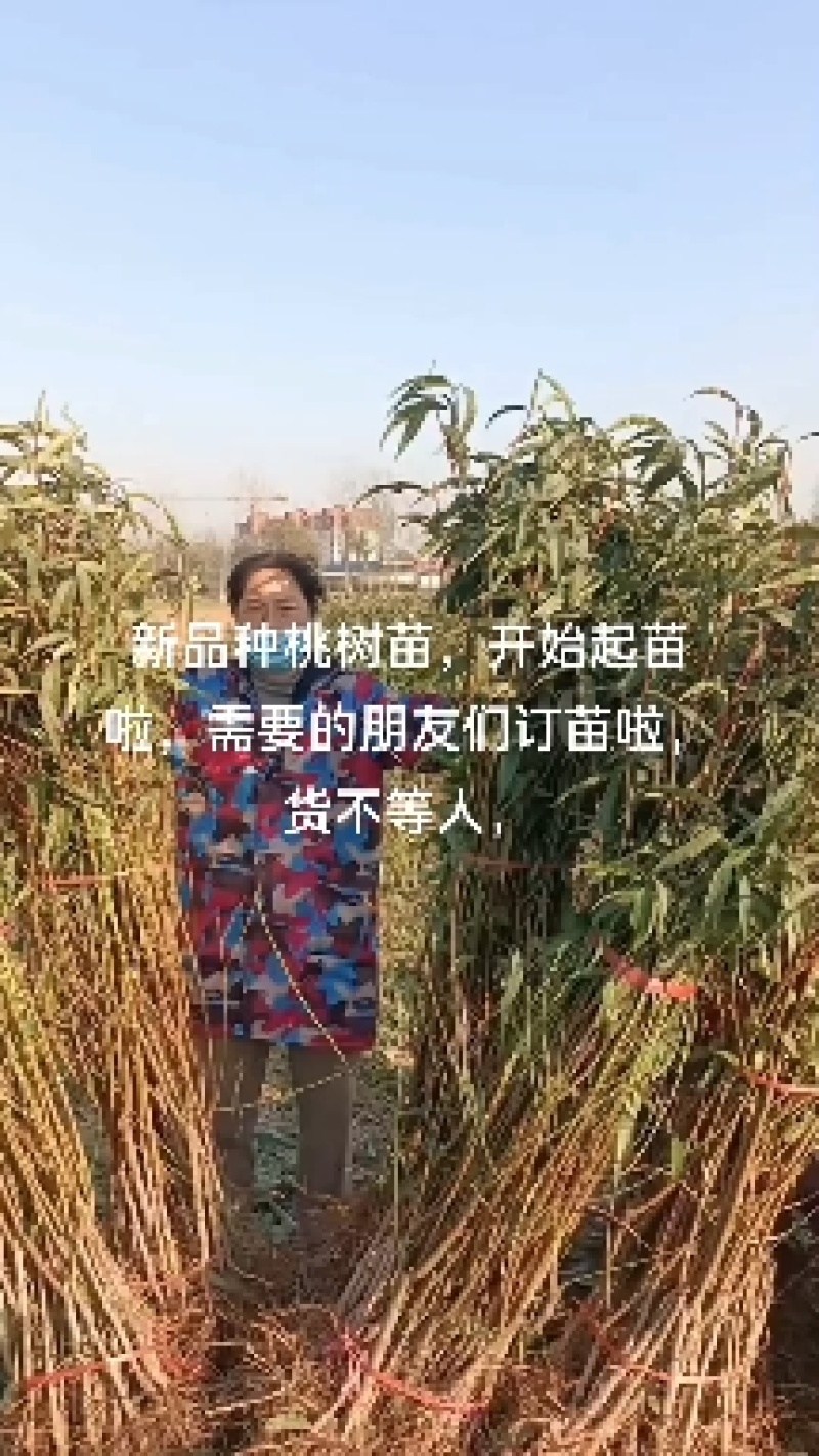新品种桃树苗