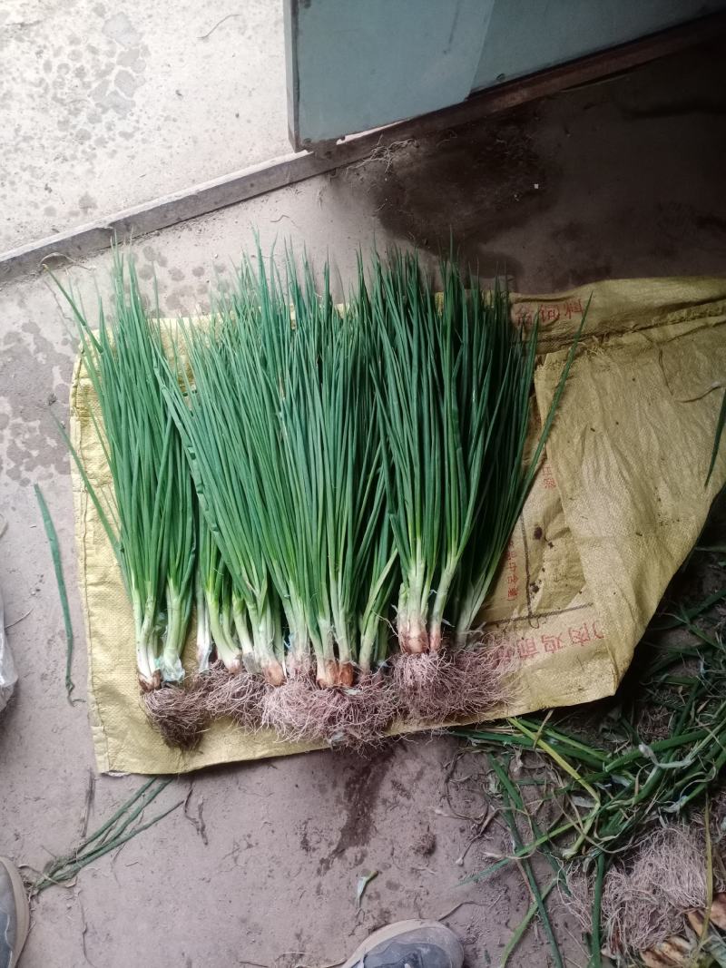 常年出售精品小葱