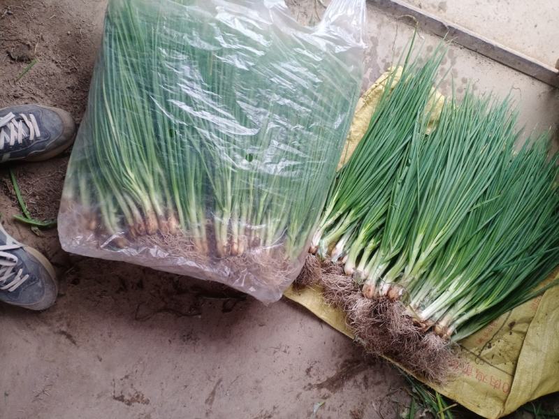 常年出售精品小葱
