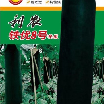 黑皮冬瓜种子利农铁优8号肉厚腔小大果早熟产量高品质好