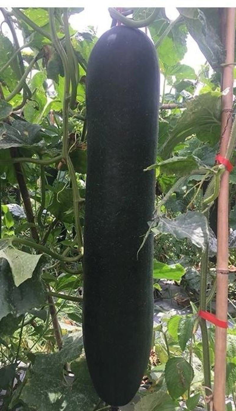 黑皮冬瓜种子利农铁优8号肉厚腔小大果早熟产量高品质好
