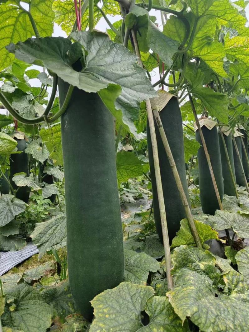 黑皮冬瓜种子利农铁优8号肉厚腔小大果早熟产量高品质好