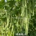 绿美特U8架豆种子春秋菜豆绿色无筋豆种子肉厚不爱鼓豆四季