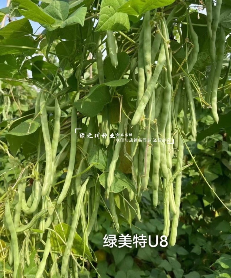 绿美特U8架豆种子春秋菜豆绿色无筋豆种子肉厚不爱鼓豆四季